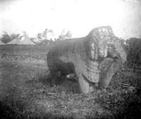 &eacute;l&eacute;phant